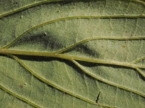 Cornus sericea ssp. occidentalis