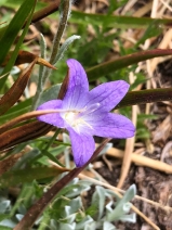 Campanula wilkinsiana