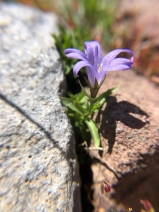 Campanula wilkinsiana
