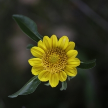 Helianthella castanea