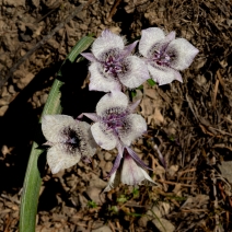 Calochortus tolmiei