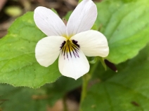 Viola ocellata