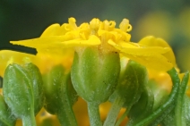 Eriophyllum confertiflorum var. confertiflorum