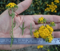 Eriophyllum confertiflorum var. confertiflorum