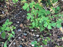 Medicago minima