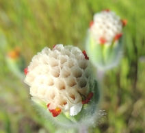Achyrachaena mollis