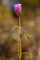 Clarkia gracilis ssp. albicaulis