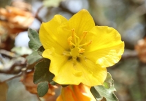 Fremontodendron californicum