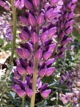 Lupinus sericatus