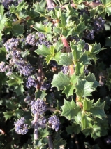 Ceanothus prostratus var. occidentalis