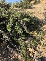 Ceanothus prostratus var. occidentalis