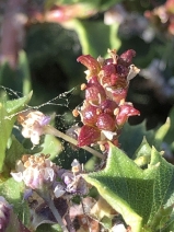 Ceanothus prostratus var. occidentalis