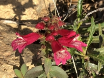 Penstemon newberryi var. sonomensis