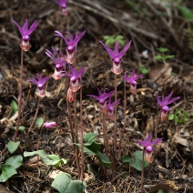 Calypso bulbosa