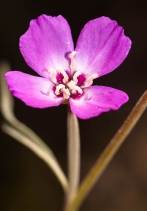 Clarkia gracilis ssp. gracilis