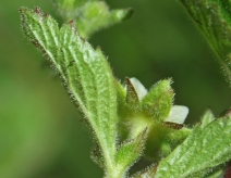 Potentilla glandulosa