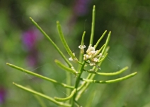 Barbarea orthoceras