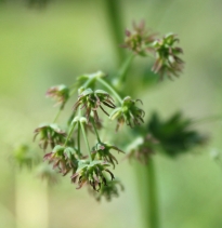 Thalictrum fendleri var. polycarpum