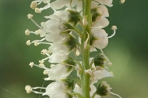Tamarix aphylla