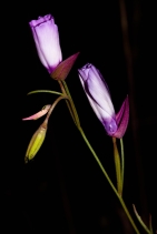 Clarkia cylindrica ssp. cylindrica