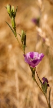 Clarkia purpurea ssp. viminea