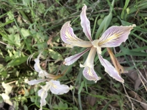 Iris fernaldii