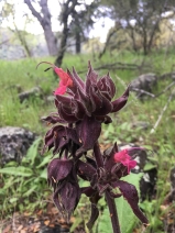 Salvia spathacea