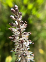Hastingsia alba