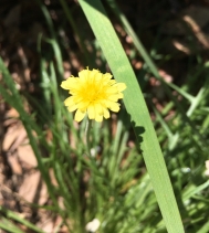 Stebbinsoseris decipiens