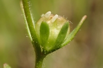 Veronica peregrina ssp. xalapensis