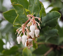 Arctostaphylos andersonii