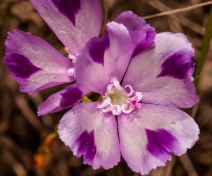 Clarkia purpurea ssp. viminea