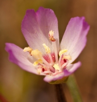 Clarkia franciscana