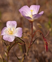 Clarkia arcuata