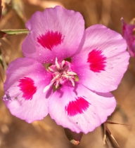 Clarkia amoena