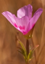 Clarkia amoena ssp. amoena