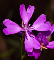Clarkia biloba ssp. biloba