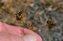 Juncus tenuis