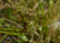 Juncus tenuis
