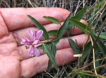 Polygala californica
