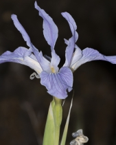 Iris munzii
