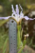 Iris munzii