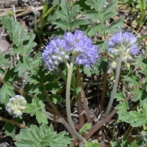 Hydrophyllum occidentale