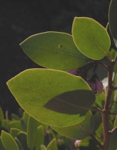Arctostaphylos patula