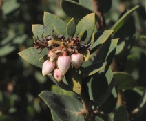 Arctostaphylos pechoensis