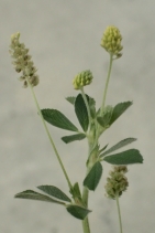 Medicago lupulina
