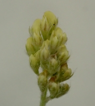 Medicago lupulina