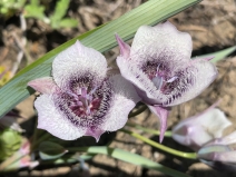 Calochortus tolmiei
