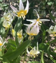 Erythronium klamathense