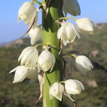 Hesperoyucca whipplei